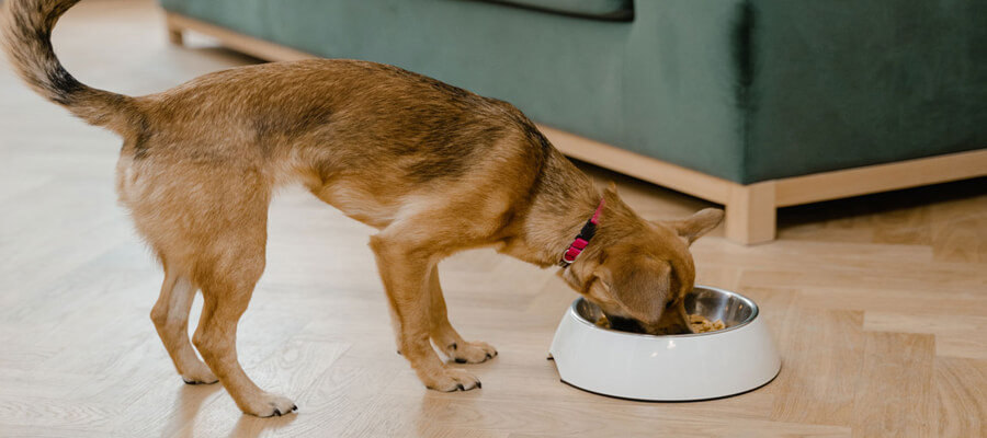 Why Is My Dog Guarding Food? How to Solve Resource Guarding